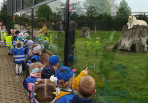 Dzieci obserwują białego lwa